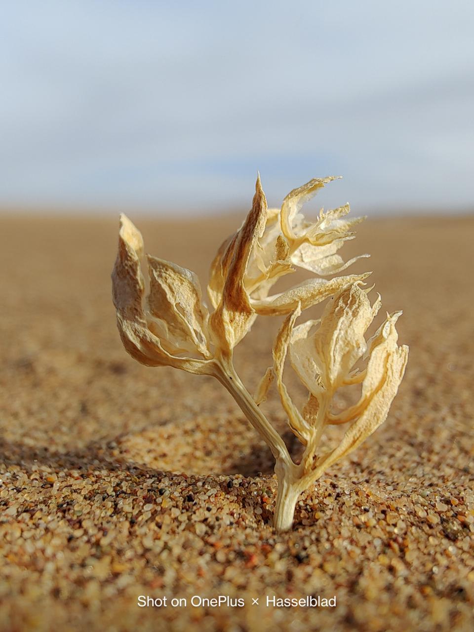 OnePlus 9